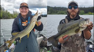 Whidbey Island Bass Fishing amp Lake Tapps Tiger Musky [upl. by Kelley]