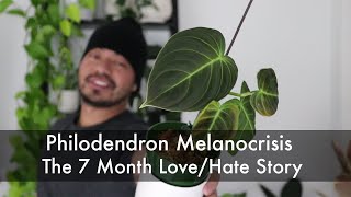 How I Saved My Dying Philodendron and Turned It Into 10 Baby Plants  Houseplant Update [upl. by Doreg]