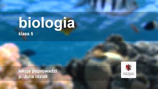 Biologia  klasa 5 SP Przegląd i znaczenie roślin okrytonasiennych [upl. by Ramedlab50]