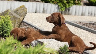 Welcome to the Wonderful World of Chesapeake Bay Retrievers [upl. by Nonnahsed191]