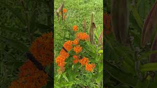 Milkweed In July nature wildlife [upl. by Finah495]