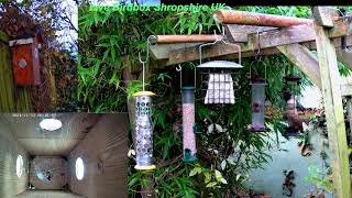 Live bird feeders [upl. by Osgood]