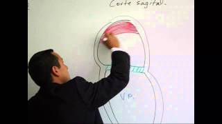 Tabicación Interatrial e Interventricular [upl. by Adnopoz]