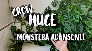 Monstera Adansonii Houseplant Care  Monstera Adansonii Plant Tips amp Tricks [upl. by Amersham311]