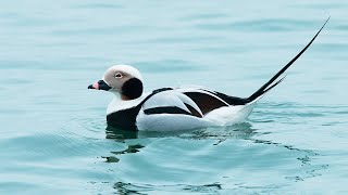 Longtailed ducks on the coast of Saaremaa [upl. by Perlman]