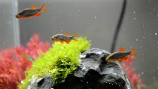 Rasbora Galaxy plantado 27L [upl. by Amalia]