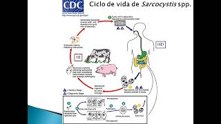 Sarcocystis spp Blastocystis sp [upl. by Hart211]