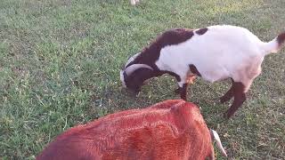 Boer goats australianshepherd boer farming [upl. by Salmon516]