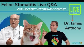 Feline Stomatitis QA with Dr Anthony [upl. by Hsaniva]