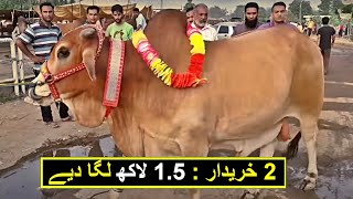 2 KHAREEDARO NE 15 LAKH LAGA DIYA  COW AND BAKRA MANDI PAKISTAN [upl. by Einama571]