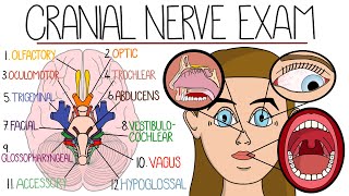 The Cranial Nerve Examination Includes Name amp Function Mnemonics [upl. by Gaw]