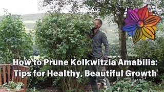 How to Prune Kolkwitzia Amabilis Tips for Healthy Beautiful Growth [upl. by Nabi601]