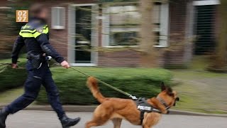 Politiehond grijpt verdachte na beroving Aalsmeer  0297nl [upl. by Hershel]