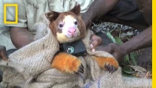 Adorable Tree Kangaroos Fitted With Tiny Video Cameras  National Geographic [upl. by Meredithe]