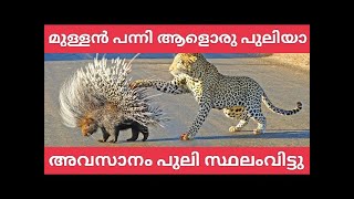 അവസാനം പുലി സ്ഥലംവിട്ടു Leopard vs porcupine Masinagudi  Nilgiris [upl. by Iago]