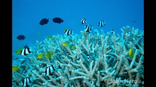 Banded Humbug  Dascyllus aruanus [upl. by Eyar523]