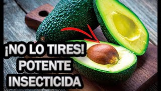 Como Preparar INSECTICIDA Con HUESO de 🥑 AGUACATE 🥑 Casero  La Huertina De Toni [upl. by Ycak]