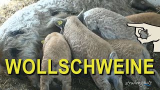 WOLLSCHWEINE 💖 Mangalitza am Bio Hof Mitterfellner [upl. by Stearn]