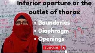 Inferior aperture  outlet of the thorax  boundaries  openings  Diaphram muscle  thorax anatomy [upl. by Allegra]