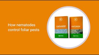 How Koppert nematodes control foliar pests extended version [upl. by Savina]