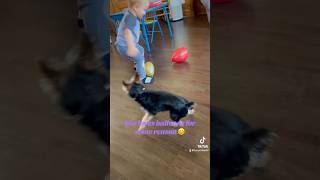 Mini dog steals balloon 🎈 minidog puppy fypシ゚viral tinypets babyanimal cutemini babydog [upl. by Hymie]