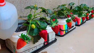 Como hacer Riego por Goteo para Cultivar fresas en la terraza fácil muchas fresas grandes y bonitos [upl. by Eeresid]