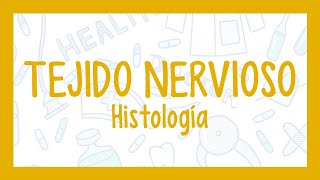 TEJIDO NERVIOSO ¡Fácil explicación Histología [upl. by Wade]