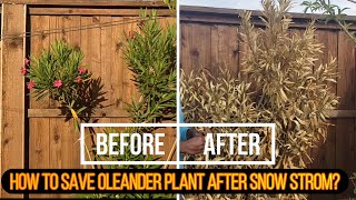 How to save Oleander plants post winter storm [upl. by Sherris742]