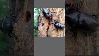 7月21日 昆虫記 032 TheBugDiaryカブトムシの戦い Japanese rhinoceros beetle [upl. by Seif53]