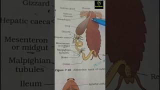 Alimentary canal of cockroach  Animal tissue  ncert imp diagram class 11th ncert biology neet [upl. by Ayanad]