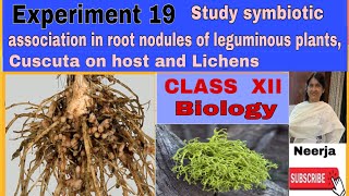 Study symbiotic associationroot nodules of legumescuscuta on hostlichensExpt19 class 12biology [upl. by Harbour]