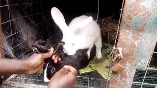 How to successfully assist a rabbit to mateAssisted mating in rabbits rabbitfarming rabbitmating [upl. by Yhtak]