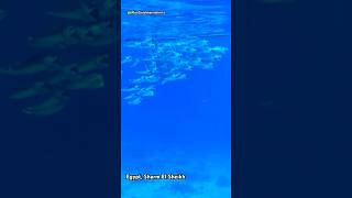 66Traveling in Egypt Sharm El Sheikh Red sea Fishes [upl. by Eentruok]