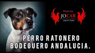 Perro Ratonero Bodeguero Andalucía [upl. by Anolla]