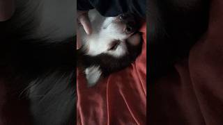 Asmr amp Reike to help Relax amp Heal My Chihuahua❤️🙌😇 JavyTheChi [upl. by Eetnahs419]