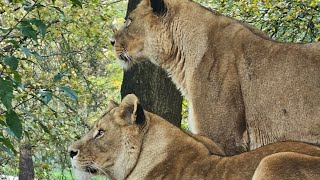 Wildlife at Knowsley Safari Park [upl. by Sparky]