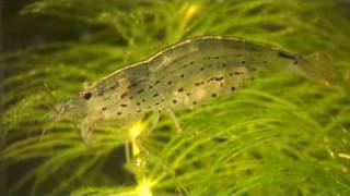 Amano shrimp and babies Caridina japonica amp larvae [upl. by Deste]