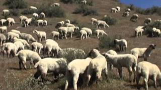 A Year in the Life of Raising Sheep in Idaho [upl. by Stephens]