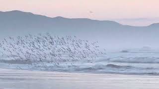 Sanderlings Ocean Beach San Francisco birds oceanbeach sanfrancisco beach nature shorebirds [upl. by Aihsei]