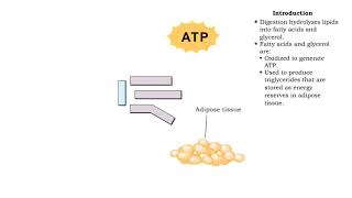 Lipid catabolism  lipolysis and beta oxidation and oxidation of fatty acids [upl. by Emmi]