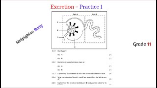 Excretion grade 11  practice 1 [upl. by Briggs512]