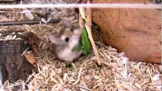 Hungry Hamster Samson and the Salad  Samson beim SalatEssen [upl. by Siubhan]