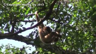 Wild Gibbon Sings [upl. by Halullat323]