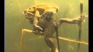 La Grenouille rousse  Documentaire Animalier [upl. by Anairam]