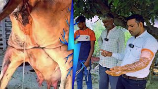 ये गाय भी 10 बार की Repeater है  Repeater Animal Treatment  बांझपन पशु ईलाज Anestrus Animal Treat [upl. by Clarhe]