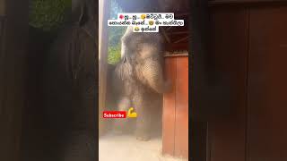 Lande ළදේ Roshan Fernando ytshorts short trending Song Tiktok shortvideo Viral Elephant 🥰 [upl. by Adnaluoy164]