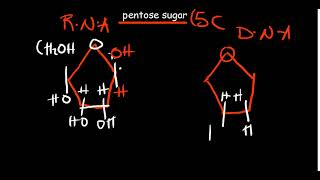 Introduction to Nucleic acids  structure function and components [upl. by Yentirb560]