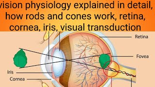 vision physiology explainedphysiology lecture 12 [upl. by Kalagher]