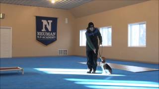 Maggie Beagle Dog Training Video Minneapolis [upl. by Neehs]