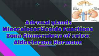 Functions of mineralocorticoids  Aldosterone Hormone  Zona Glomerulosa  Adrenal Glands [upl. by Ianteen]